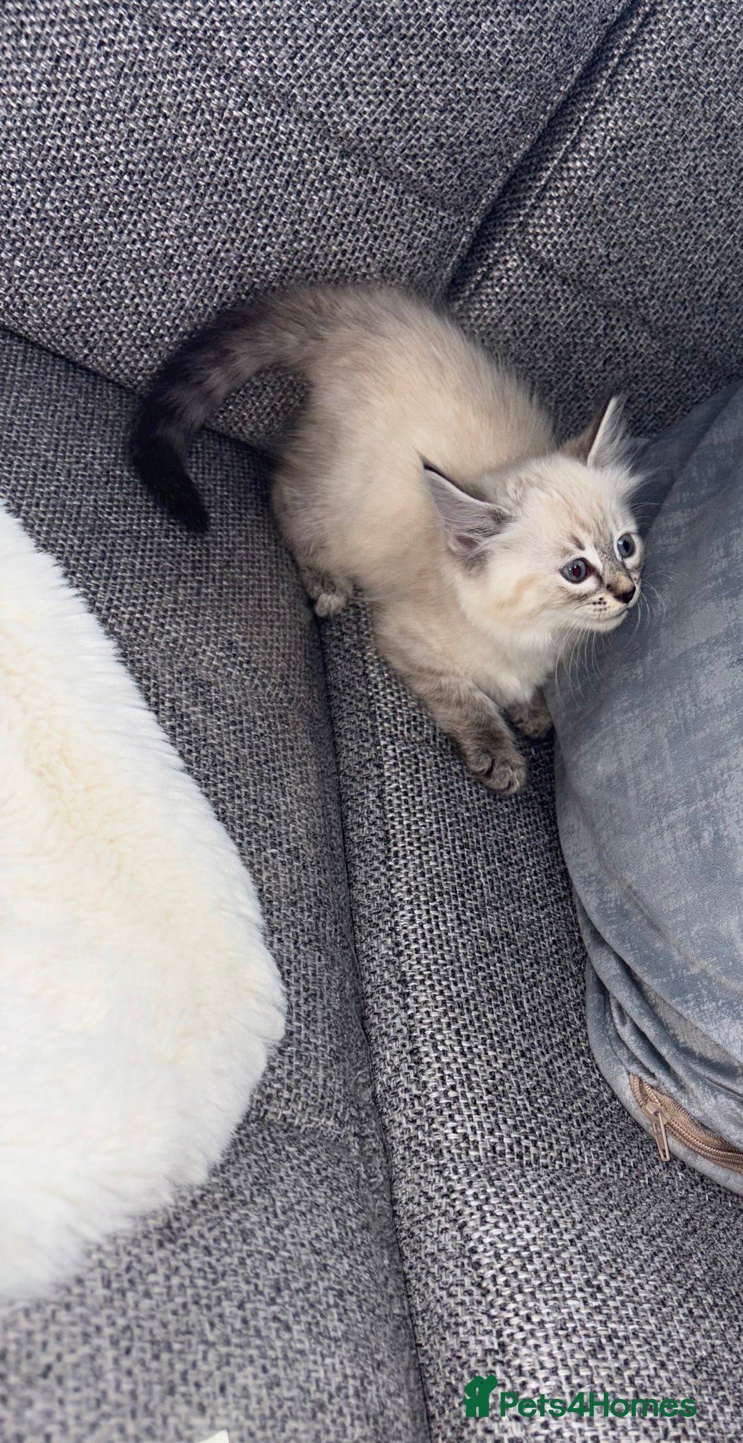 Ragdoll cats for sale: Ragdoll X bengals  - Image 3