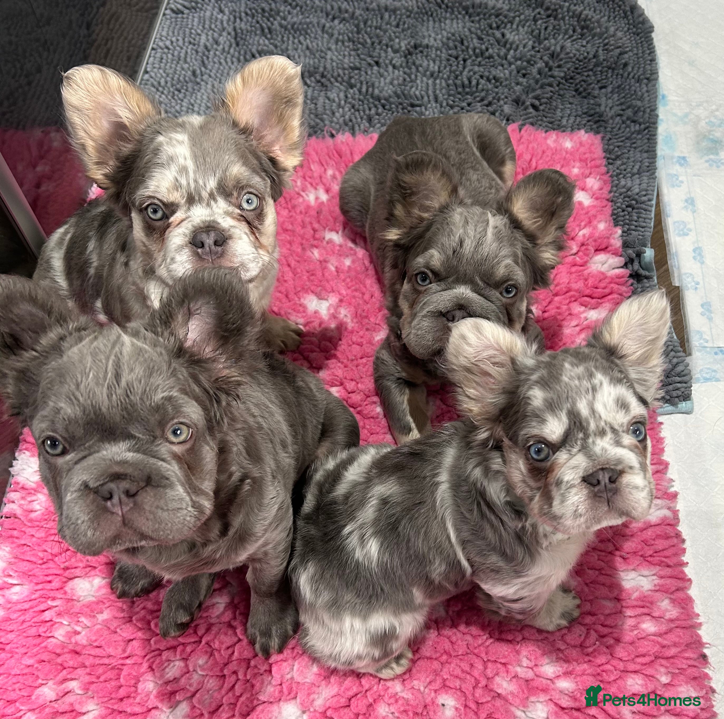 French Bulldog dogs Fluffy French bulldogs carrying pink and testable  - Advert 18