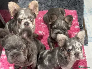 French Bulldog dogs Fluffy French bulldogs carrying pink and testable - Advert 18