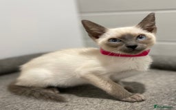 Siamese cats for sale: GCCF Registered Pure Traditional Siamese.  - Image 12