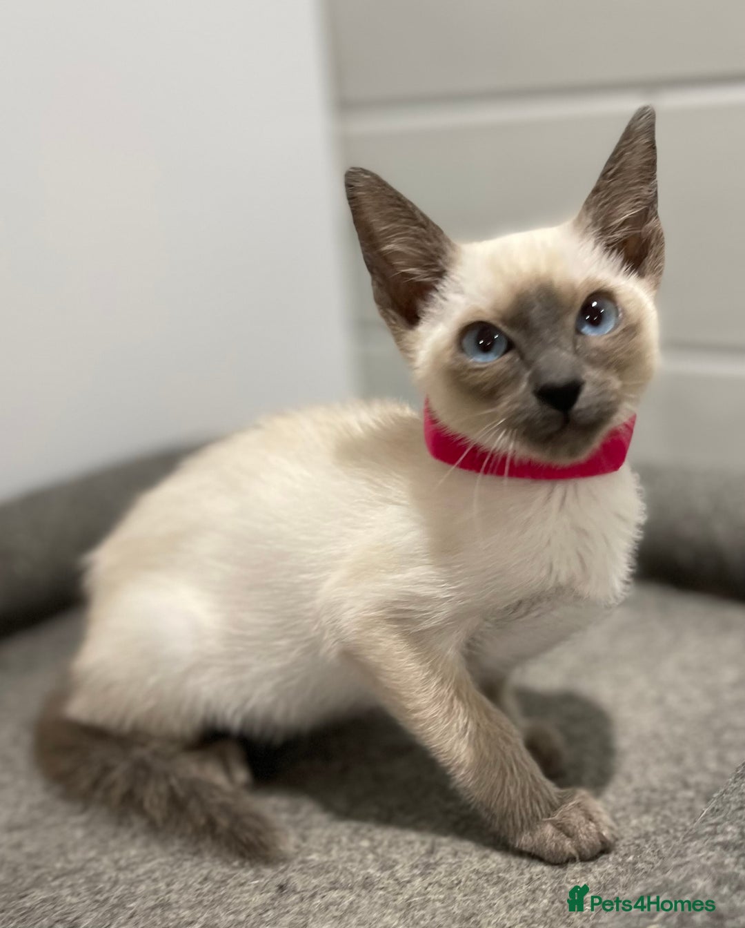 Siamese cats for sale: GCCF Registered Pure Traditional Siamese.  - Image 12