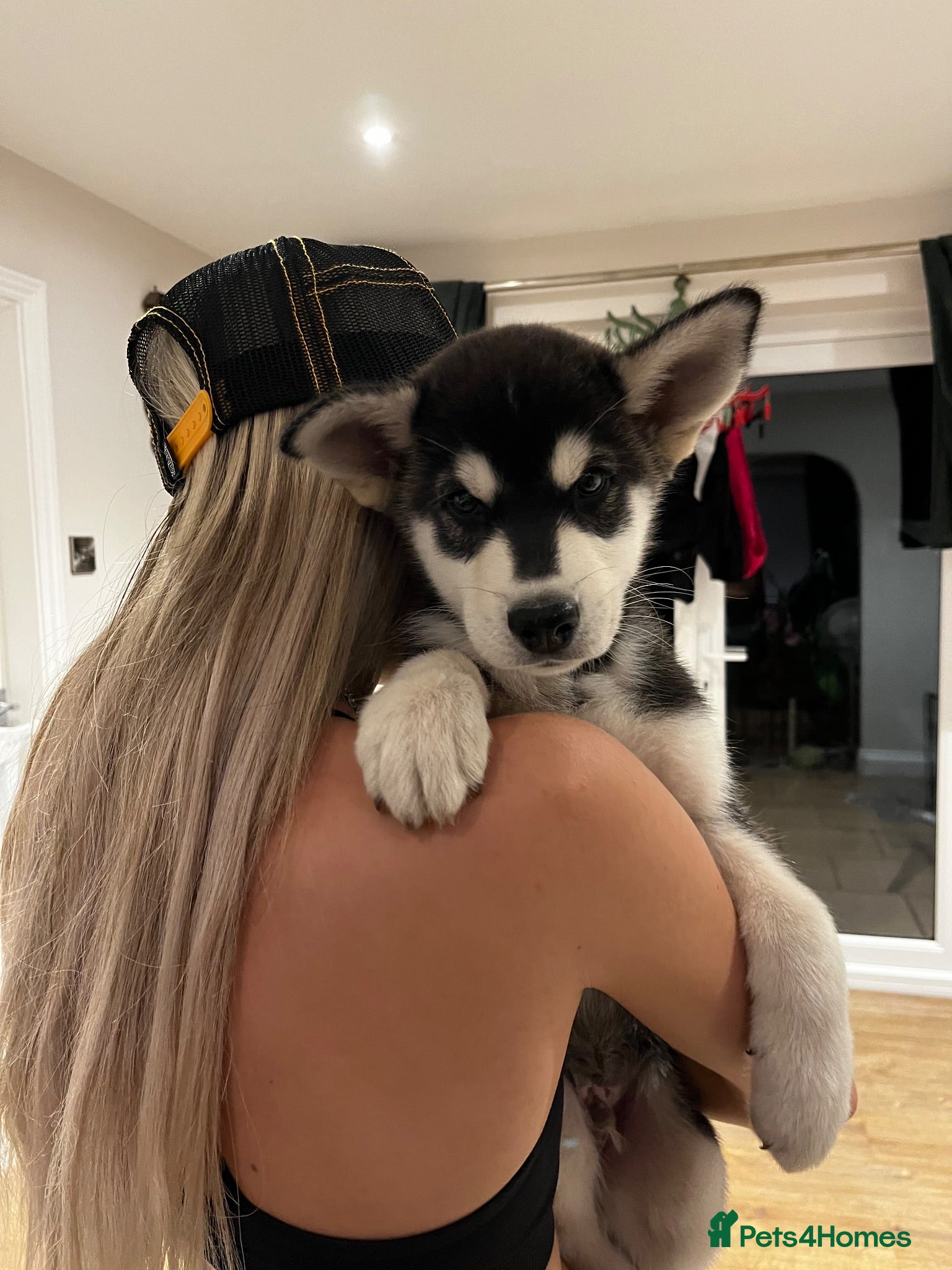 Mixed Breed dogs Husky X Labrador puppies  - Advert 21