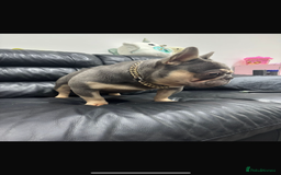 French Bulldog dogs for stud: Tiny lilac and tan stud £300 - Image 8
