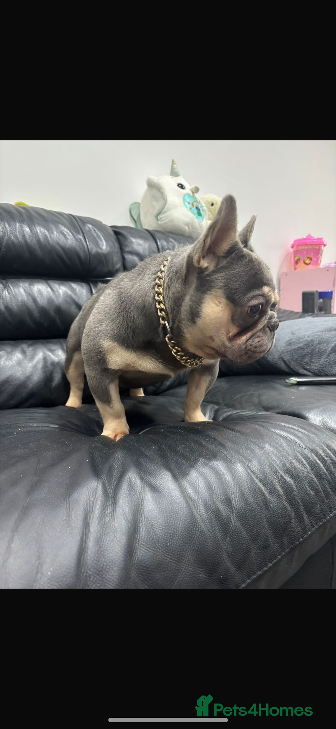 French Bulldog dogs for stud: Tiny lilac and tan stud £300 - Image 8
