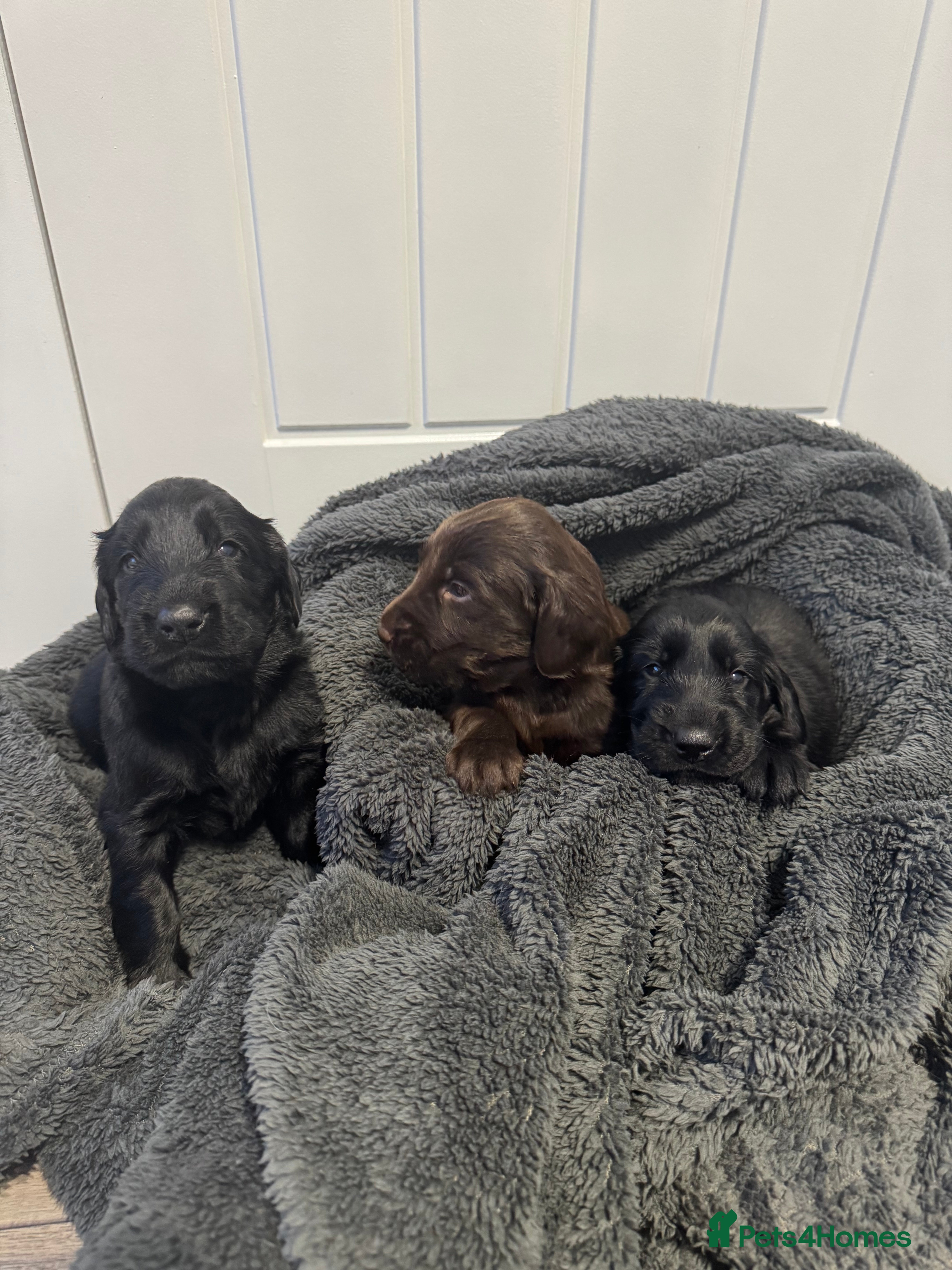 Flat coated Retriever dogs Beautiful Flat Coated Retriever Puppies  - Advert 1