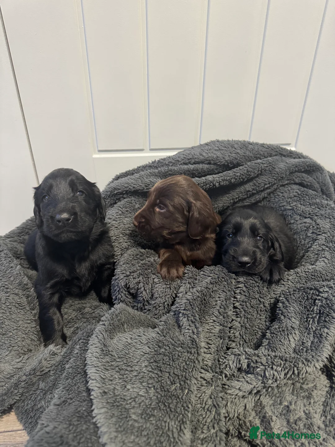 Flat coated Retriever dogs for sale: Beautiful Flat Coated Retriever Puppies  - Advert 1
