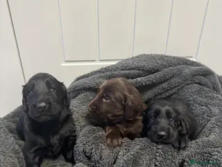 Flat coated Retriever dogs Beautiful Flat Coated Retriever Puppies - Advert 1