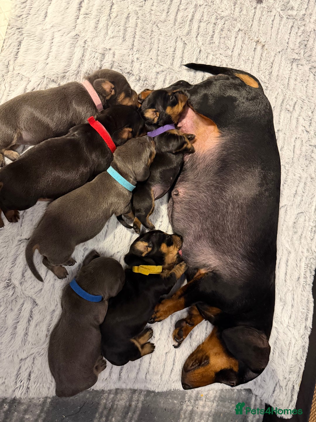Dachshund dogs for sale: 6 Absolutely stunning dachshund  puppies for sale - Advert 29