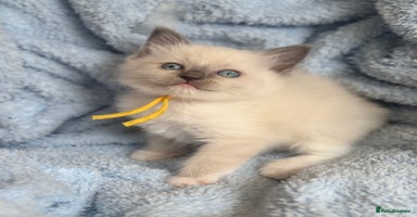 Ragdoll cats - Advert 8