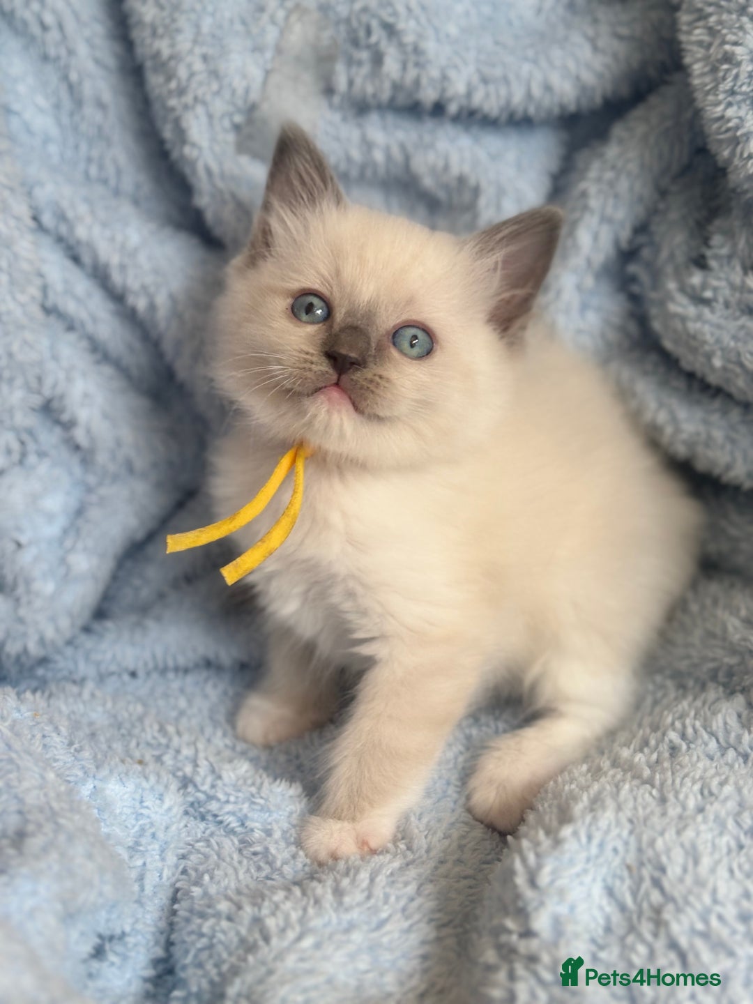 Ragdoll cats for sale: Gorgeous Ragdoll Kittens - Ready to leave now - Image 3