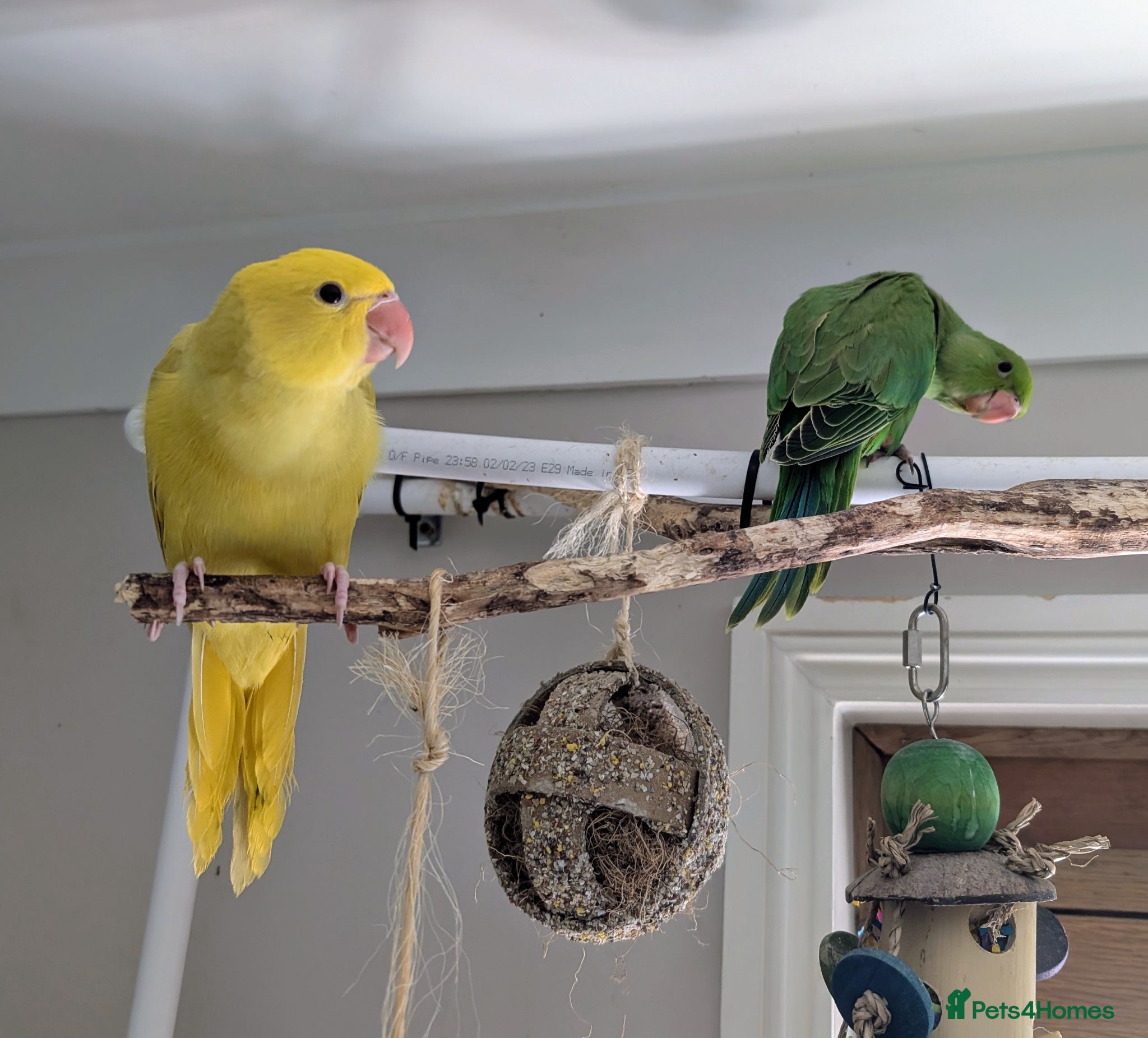 Ringnecks birds READY TO GO *Handreared ringnecks  - Advert 5