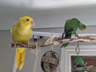Ringnecks birds READY TO GO *Handreared ringnecks - Advert 5