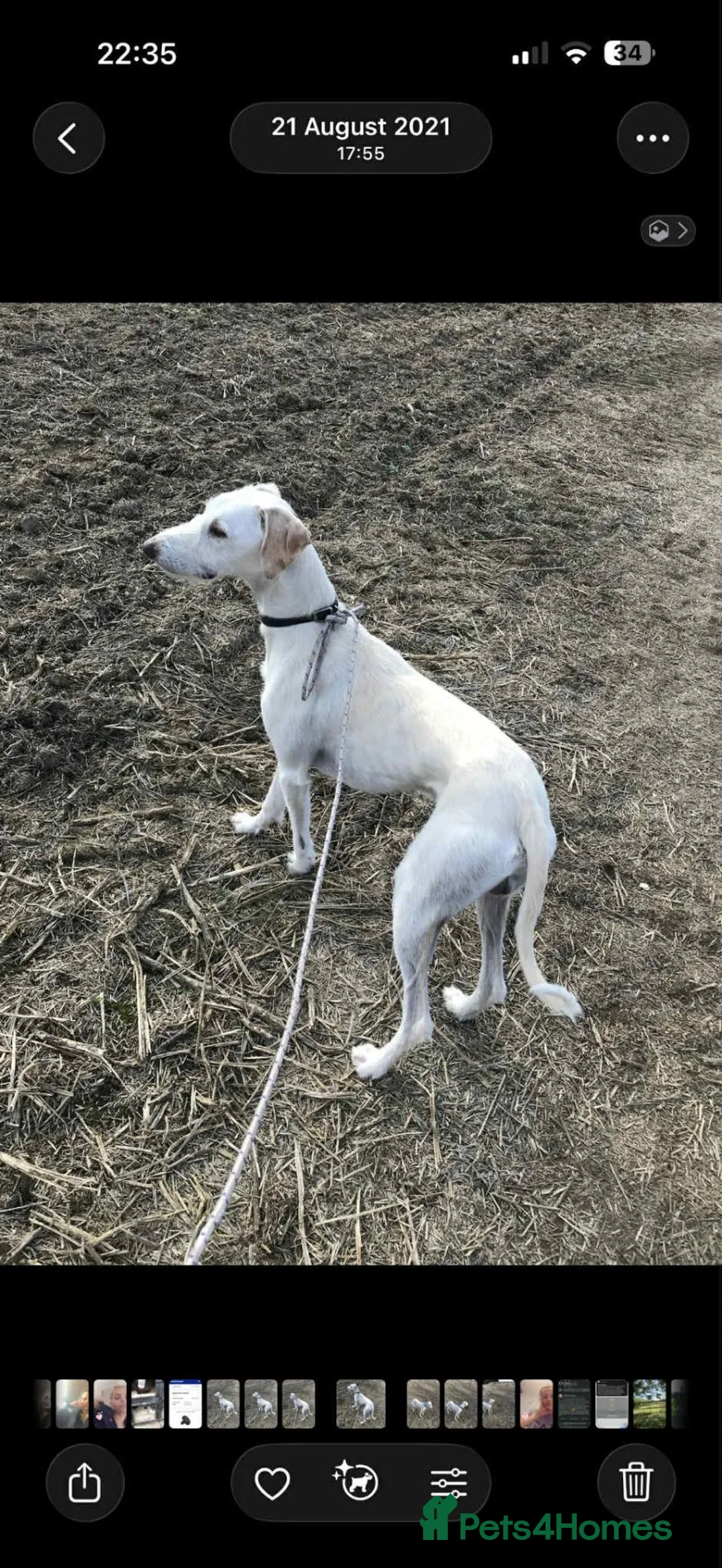 Mixed Breed dogs for sale: Saluki whippet x weaton greyhound - Advert 11