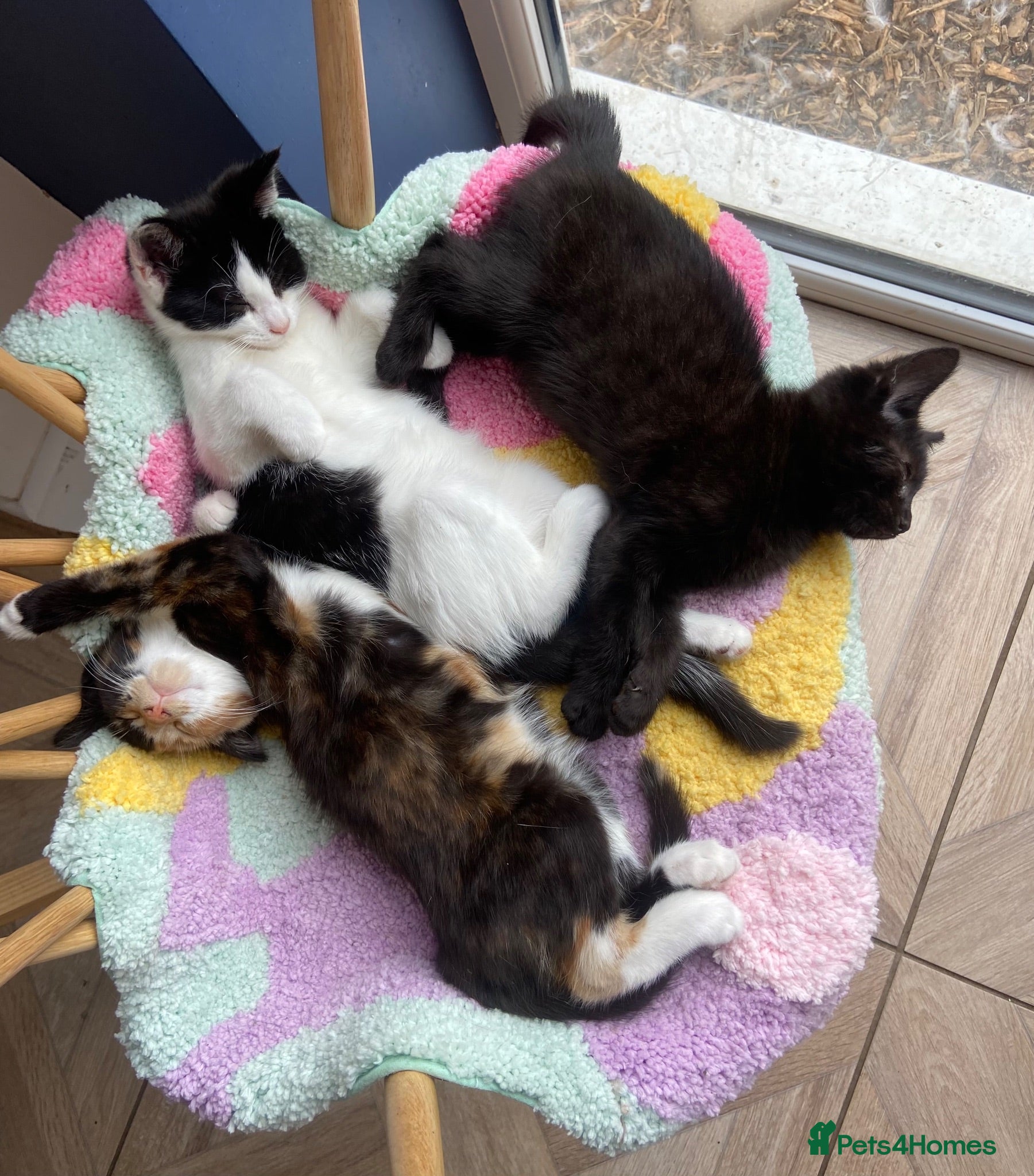 Mixed Breed cats Stunning cuddly kittens for forever homes - Advert 1