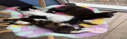 Mixed Breed cats for sale: Stunning cuddly kittens for forever homes - Advert 1