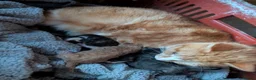 Mixed Breed cats for sale: Kittens looking for there forever homes  - Advert 2