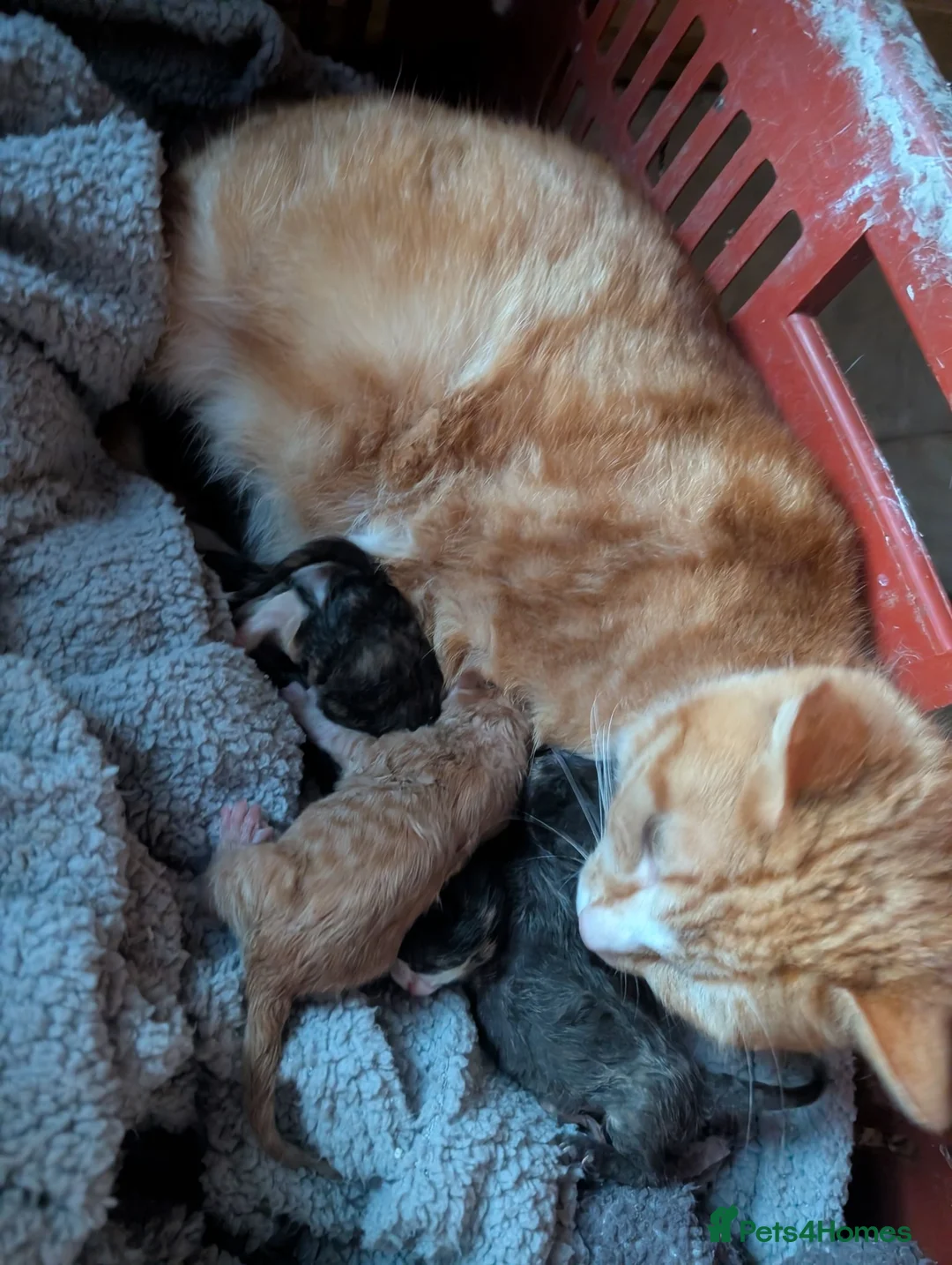 Mixed Breed cats for sale: Kittens looking for there forever homes  - Advert 2