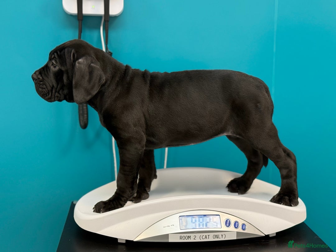 Cane Corso dogs for sale: Imp Champion Bloodline Pure Breed Cane Corso pups  - Advert 24