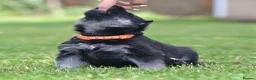 German Shepherd dogs for sale: ⭐ Rare East European Shepherd Puppies UK - Advert 4