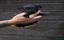 Staffordshire Bull Terrier dogs for sale: 9 Beautiful Black & Blue pups  - Image 6