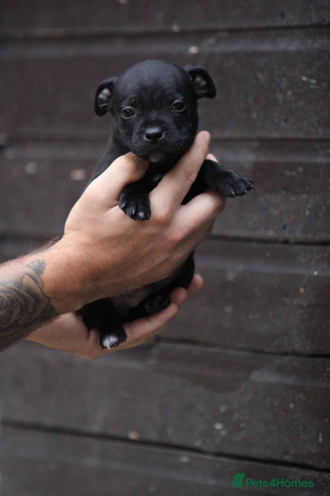 Staffordshire Bull Terrier dogs for sale: 9 Beautiful Black & Blue pups  - Image 6