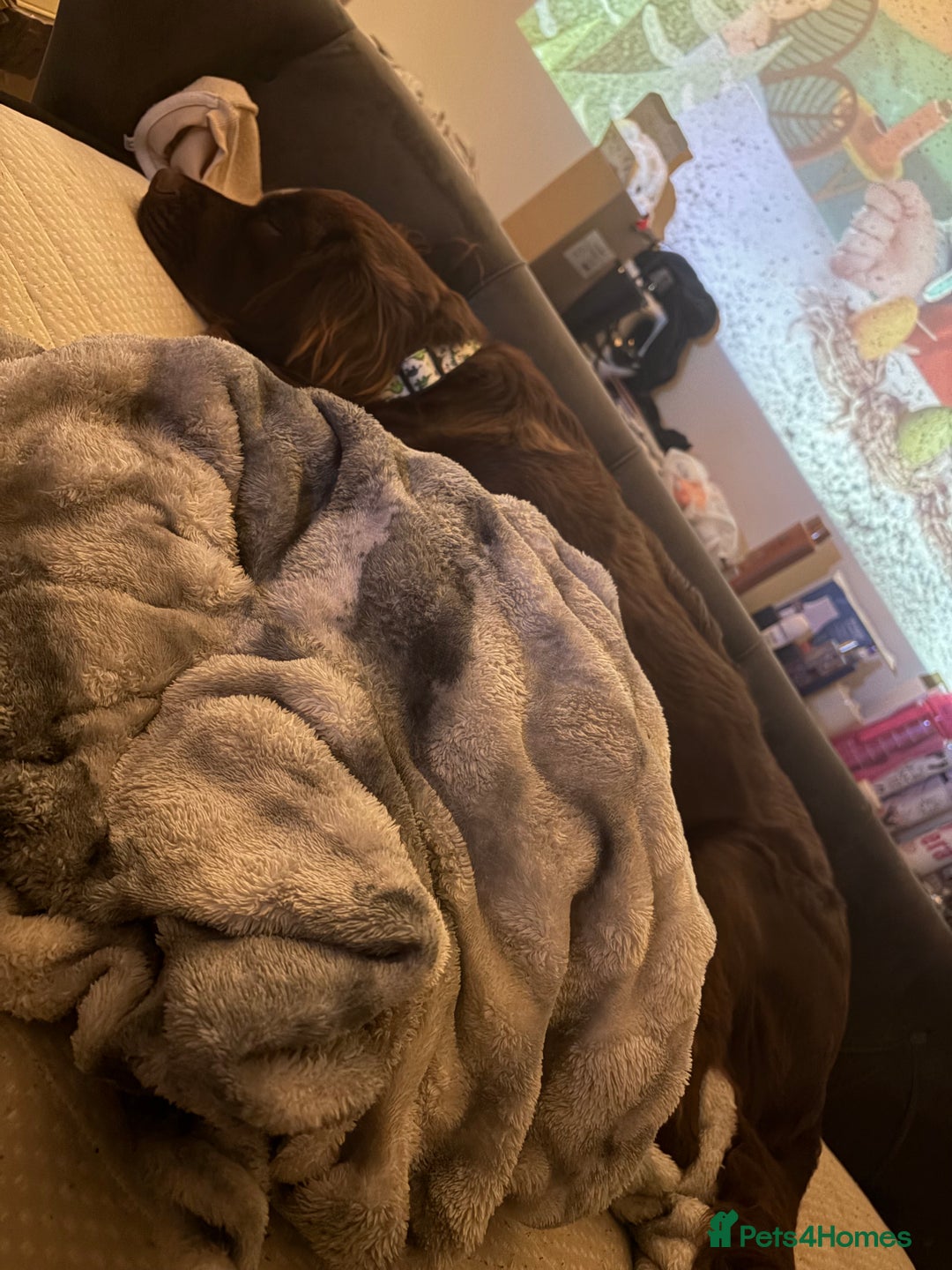 Cockerdor dogs for sale: Labrador mix dog for sale  - Advert 5