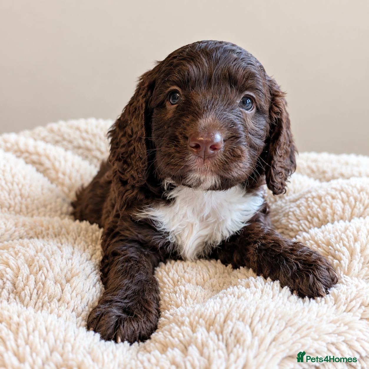 Mixed Breed dogs Beautiful Sproodle Puppies - Advert 5
