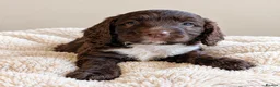 Mixed Breed dogs for sale: Beautiful Sproodle Puppies ready In 1 week! - Advert 9