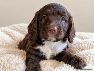 Mixed Breed dogs Beautiful Sproodle Puppies - Advert 5