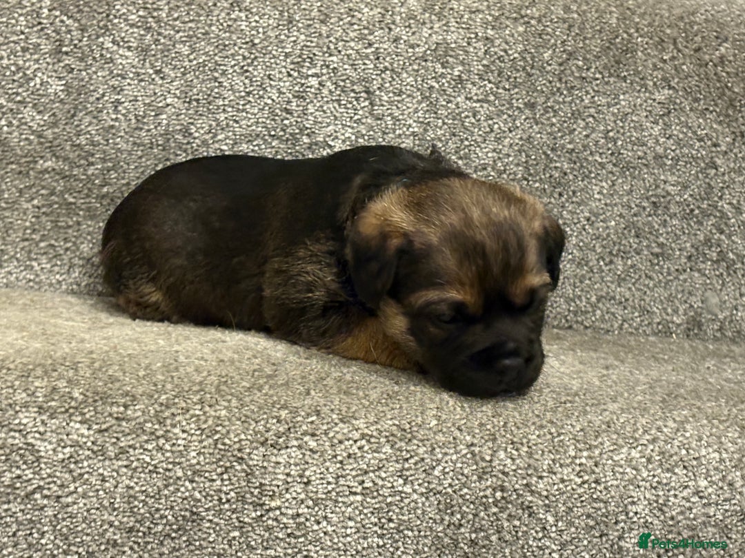 Border Terrier dogs for sale: Poppys pups! KC border terriers. Ready 4  **   - Advert 15
