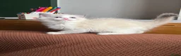 Ragdoll cats for sale: ACTIVE Bicolor Registered Ragdoll kittens - Advert 5