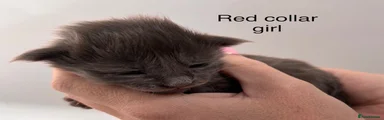 Red collar girl solid blue 