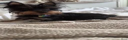 Yorkshire Terrier dogs for sale: Yorkshire Terrier Puppies - Advert 2