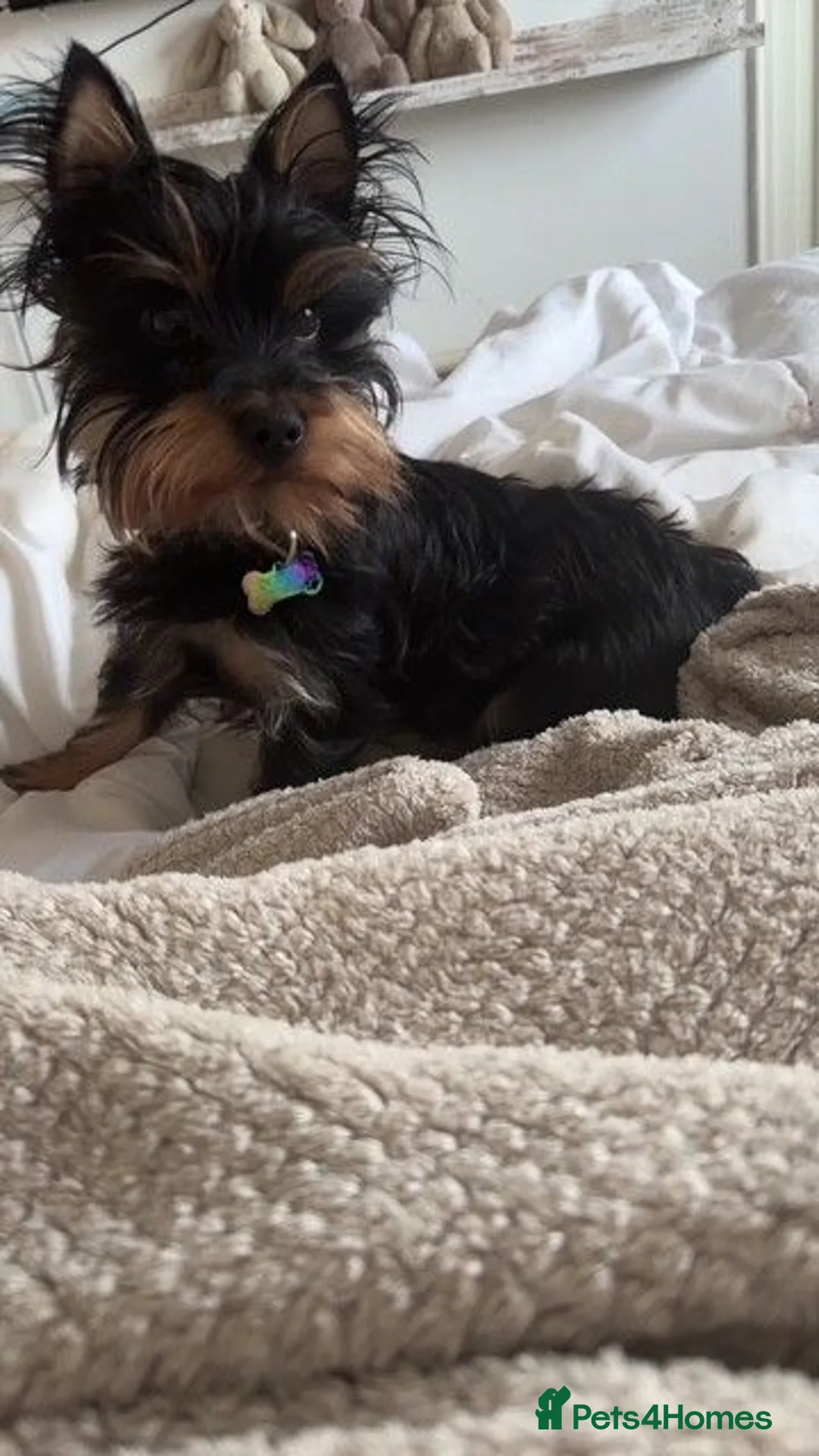 Yorkshire Terrier dogs for sale: Yorkshire Terrier Puppies - Advert 2