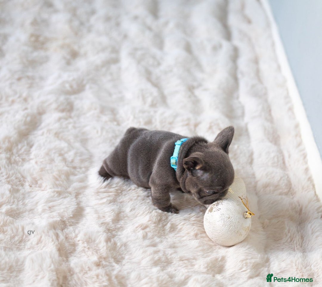 French Bulldog dogs for sale: High quality french bulldogs  - Advert 7