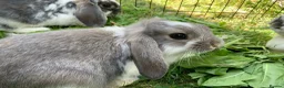 Mini Lop rabbits for sale: rabbit babies for sale in Swansea - Advert 1