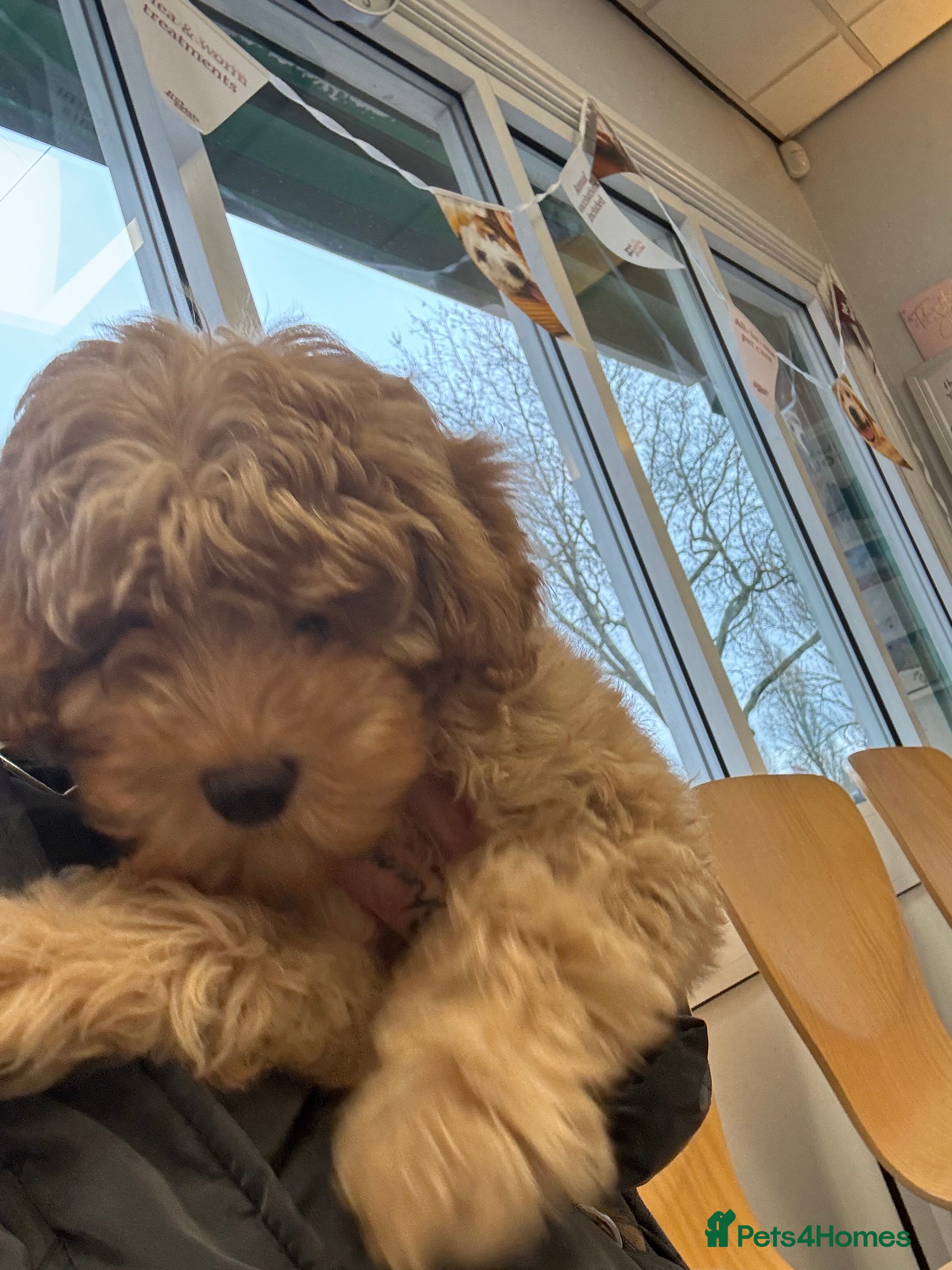 Cockapoo dogs Cockapoo in Birmingham - Advert 8