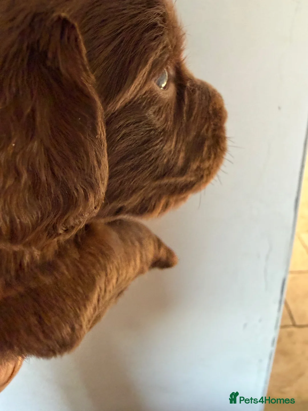 Sprocker dogs for sale: Adorable Sprockers in Newark - Advert 18