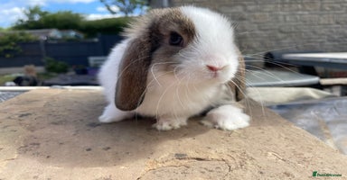 Mini Lop rabbits - Advert 10