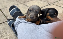 Dachshund dogs for sale: Miniature dachshunds ready now 💗 - Image 15