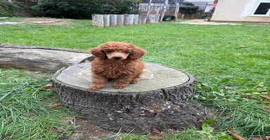 Miniature Poodle dogs - Advert 1