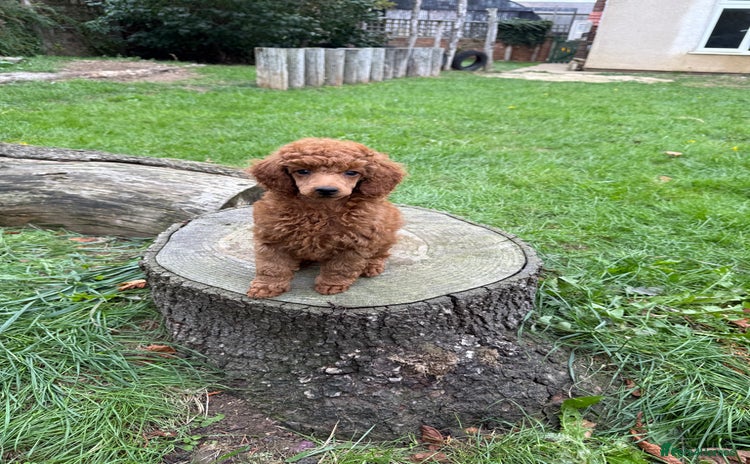 Miniature Poodle dogs - Advert 15