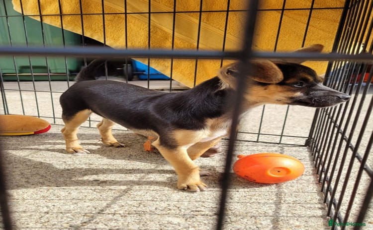 Mixed Breed dogs - Advert 2