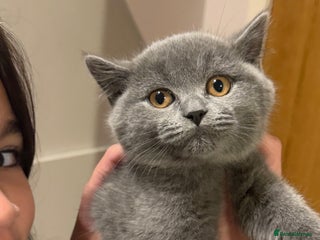 British Shorthair cats Bsh Cute Teddy Bears - Advert 2