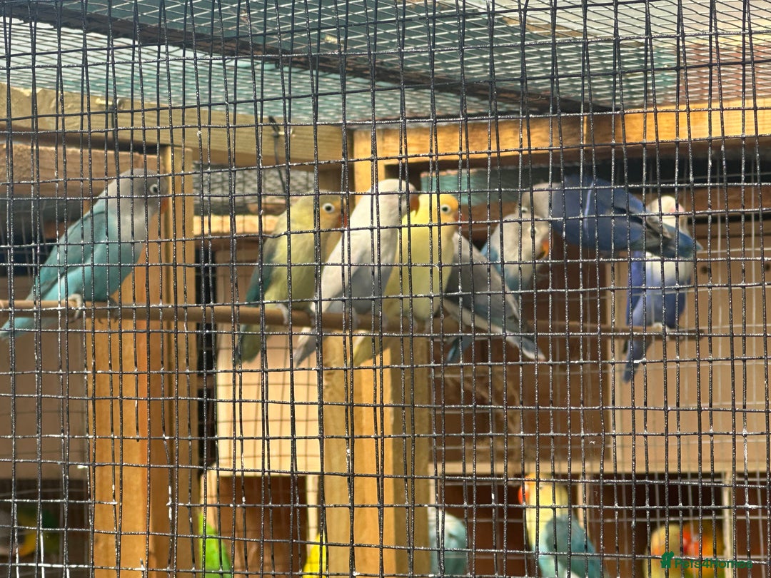 Lovebirds birds for sale: Colony of Fischer Lovebirds - Advert 13