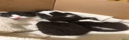 Mixed Breed cats for sale: Moggies  - Advert 1