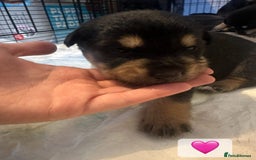 Mixed Breed dogs for sale: 8 beautiful pups, looking for forever home🐾 - Image 8
