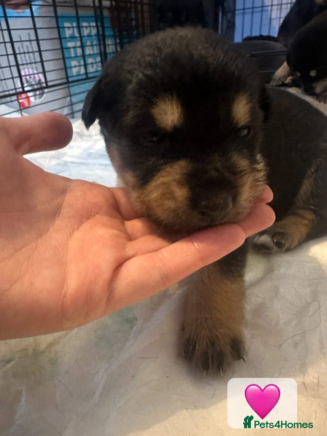 Mixed Breed dogs for sale: 8 beautiful pups, looking for forever home🐾 - Image 8