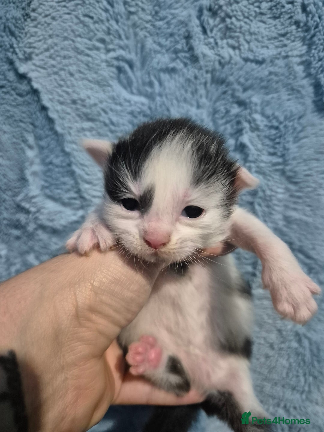 Mixed Breed cats for sale: Gorgeous kittens long and short haired - Image 25