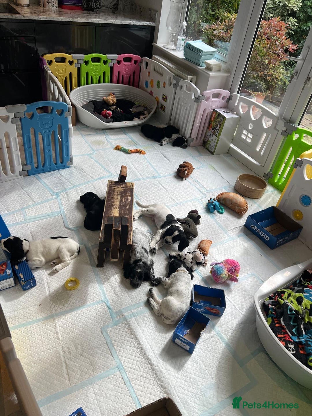 Cocker Spaniel dogs for sale: working cocker spaniel puppies for sale - Image 4